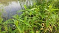 Persicaria hydropiper plant.